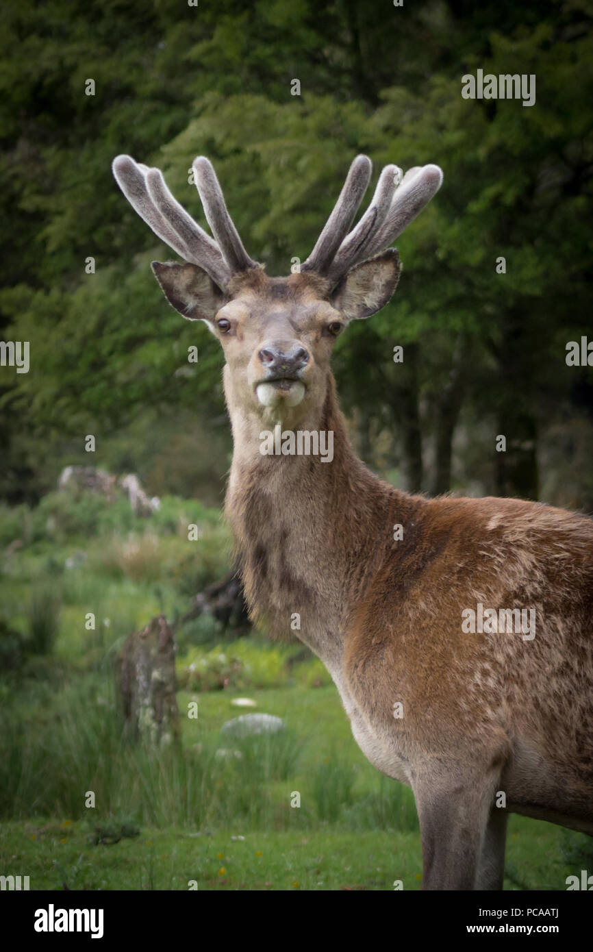 Red Stag in Velvet Stock Photo Alamy