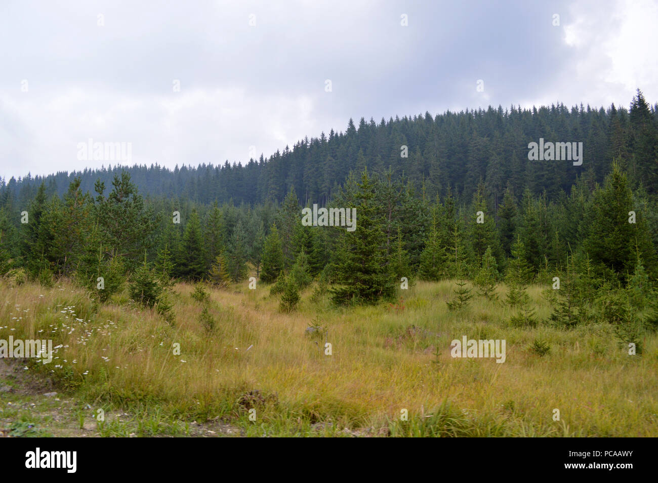 Western Rhodopes In the Forest, Western Rhodopes Mountains, Bulgaria Stock Photo - Alamy