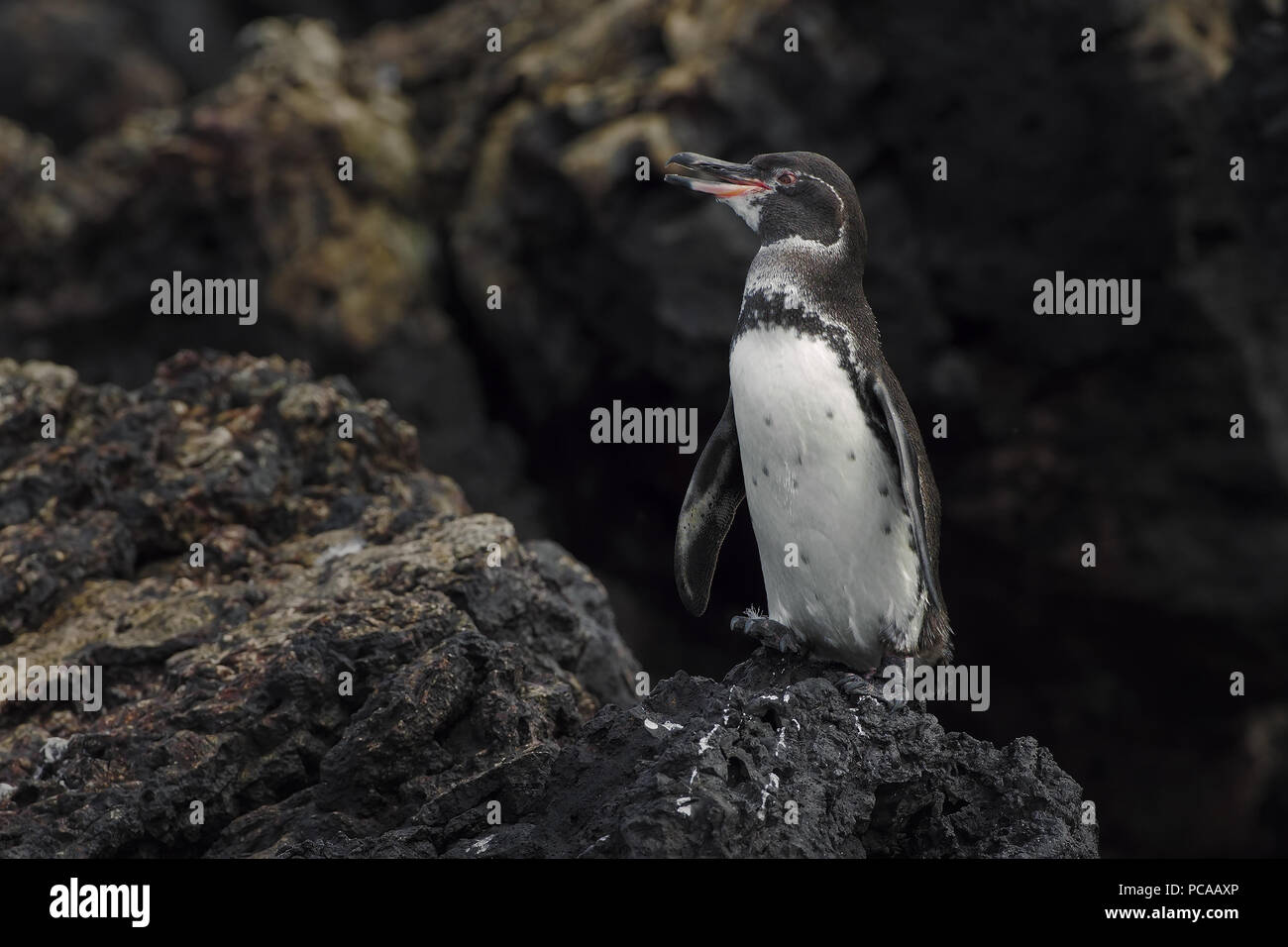 Galapagos penguin Stock Photo