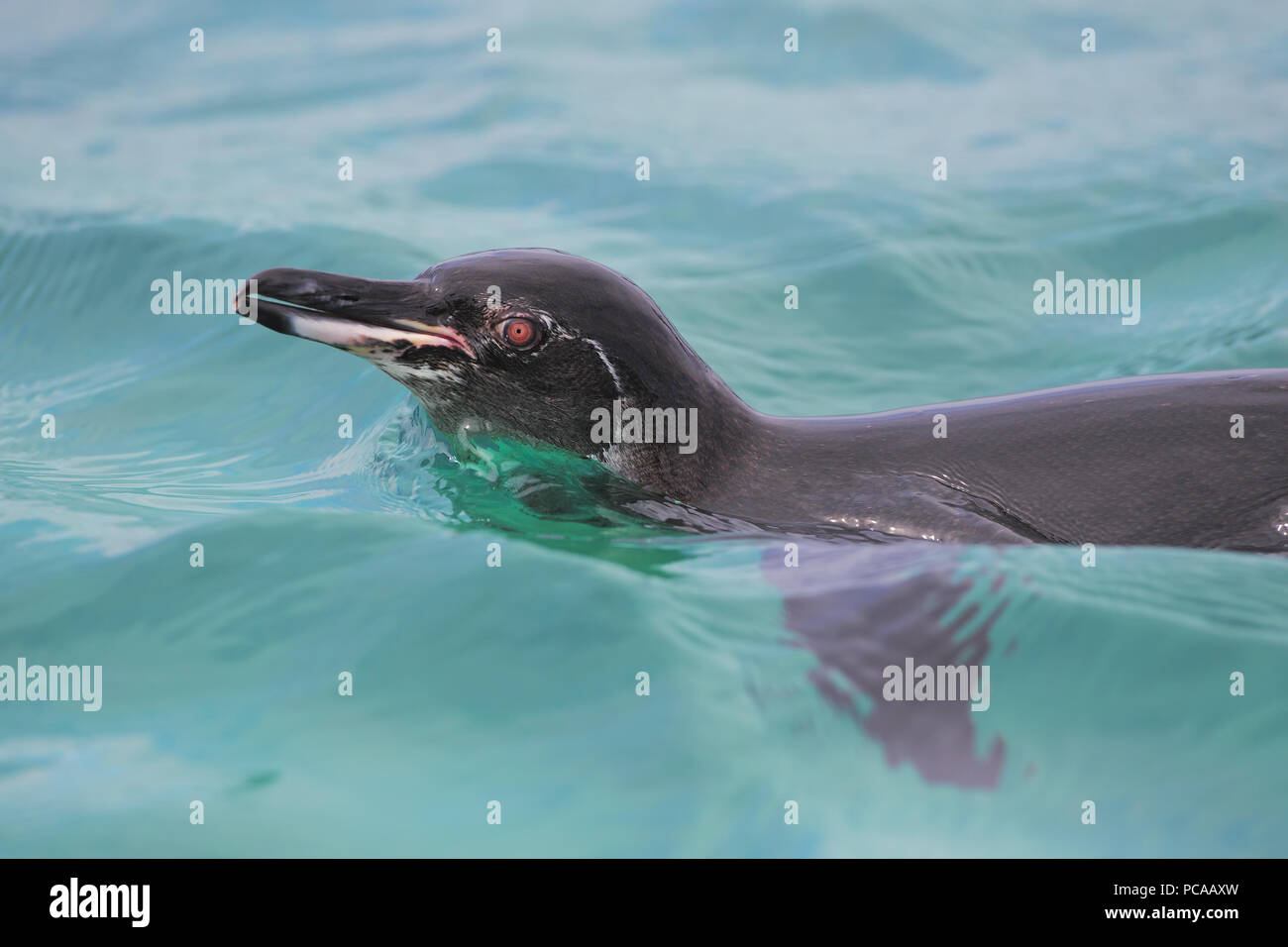 Galapagos penguin Stock Photo