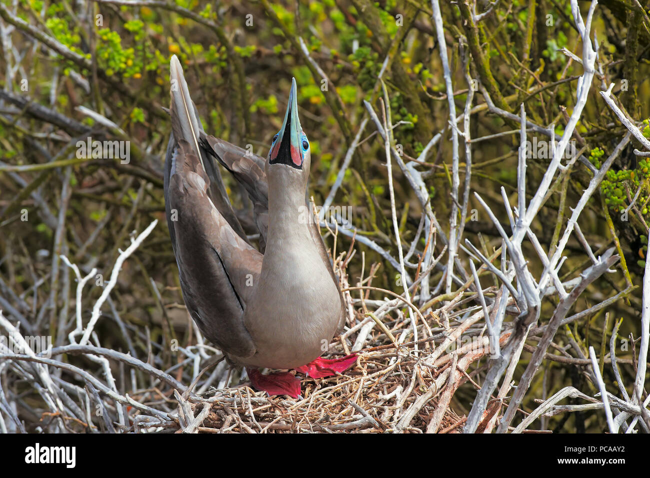 Red-footed bobby Stock Photo