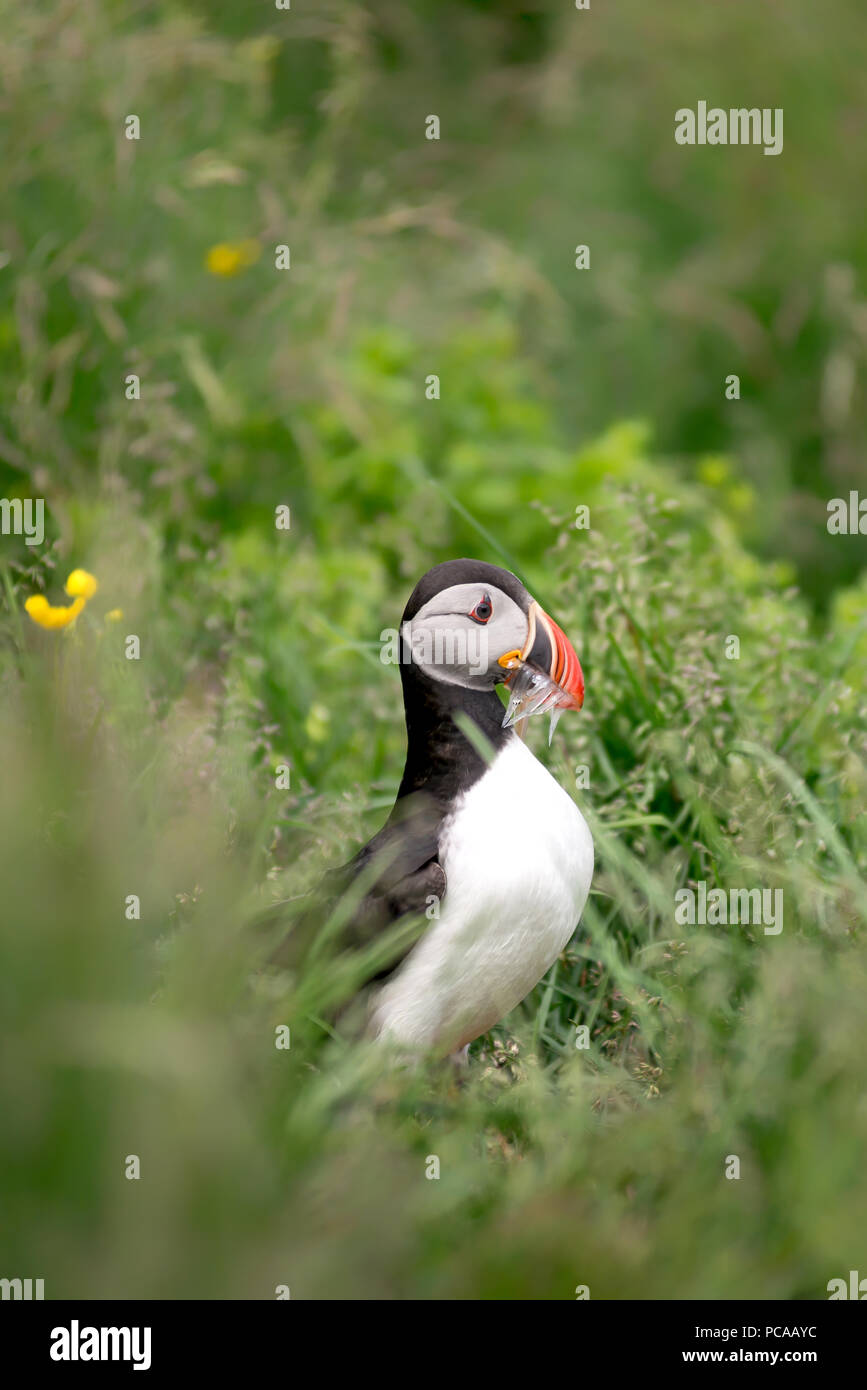 Atlantic Puffin, Fratercula artica in Borgarfjordur, Iceland Stock Photo