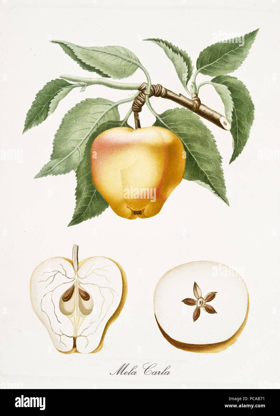 Old isolated botanical watercolor detailed illustration of Mela Carla  fruit, Carla apple, with a further side section and top section. By Giorgio  Gallesio publ. 1817, 1839 Pisa Italy Stock Photo - Alamy