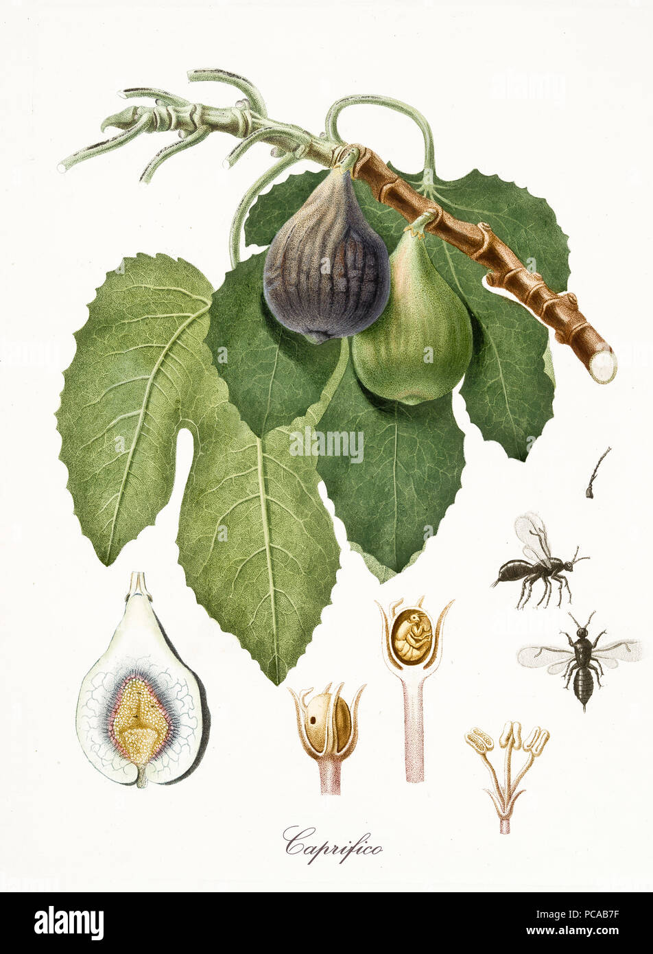 Old isolated botanical watercolor detailed illustration of fig, fig leaves and section. Fruit known also as Caprifico. By Giorgio Gallesio and collaborators publ. 1817 , 1839 Pisa Italy Stock Photo