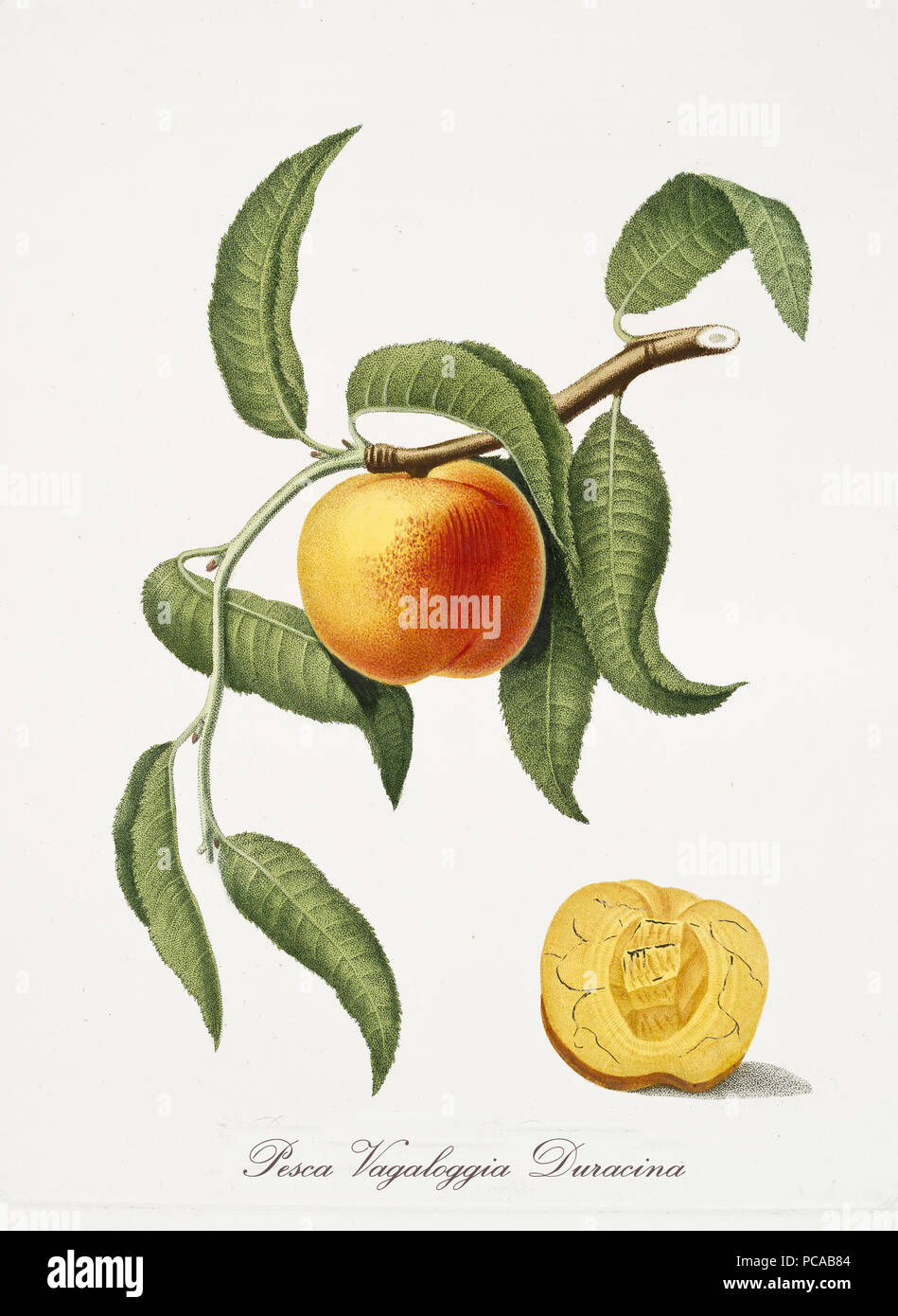 Isolated peach, its leaves and a fruit section on white background. Old botanical watercolor detailed illustration By Giorgio Gallesio and collaborators publ. 1817, 1839 Pisa Italy. Stock Photo
