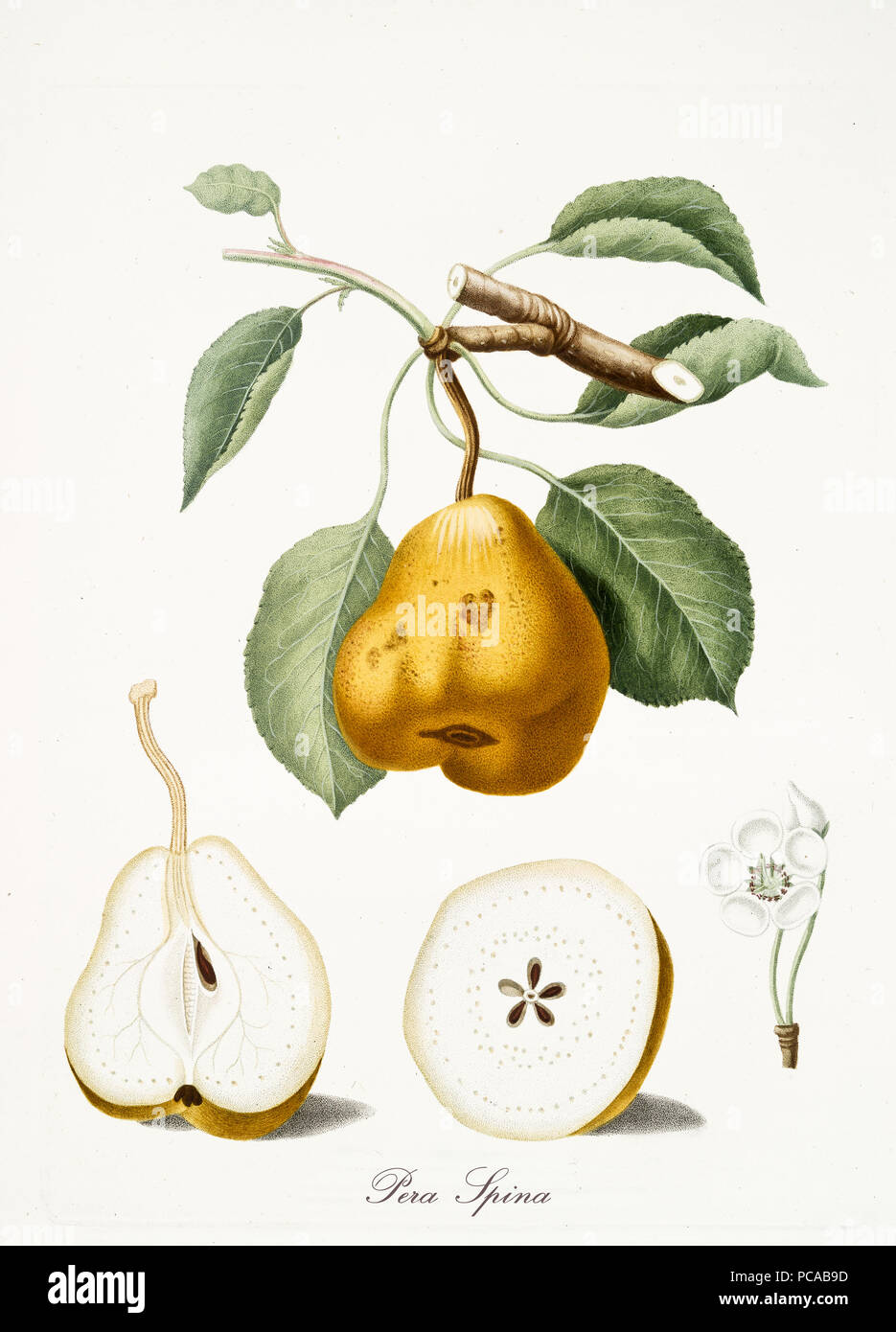 Isolated Pear, pear tree leaves, pear flower and two fruit sections on white background. Old botanical watercolor detailed illustration By Giorgio Gallesio publ. 1817, 1839 Pisa Italy. Stock Photo