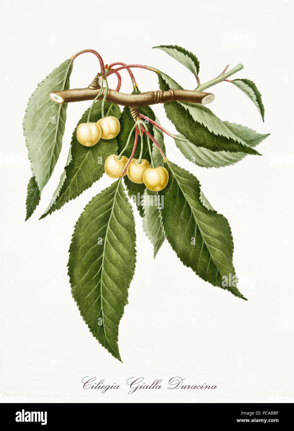 Yellow cherries, cherry tree leaves, isolated on white background. Old botanical detailed watercolor illustration By Giorgio Gallesio publ. 1817, 1839 Pisa Italy. Stock Photo