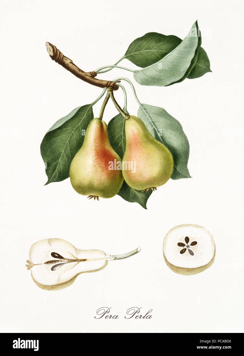 Pear, also known as Pearl Pear, pear tree leaves, and pear section isolated on white background. Old botanical detailed watercolor illustration By Giorgio Gallesio publ. 1817, 1839 Pisa Italy. Stock Photo