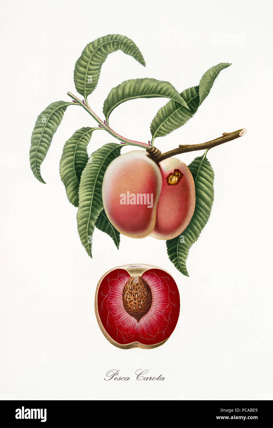 Peach, known also as carrot peach, peach tree leaves and fruit section with kernel isolated on white background. Old botanical detailed illustration By Giorgio Gallesio publ. 1817, 1839 Pisa Italy Stock Photo