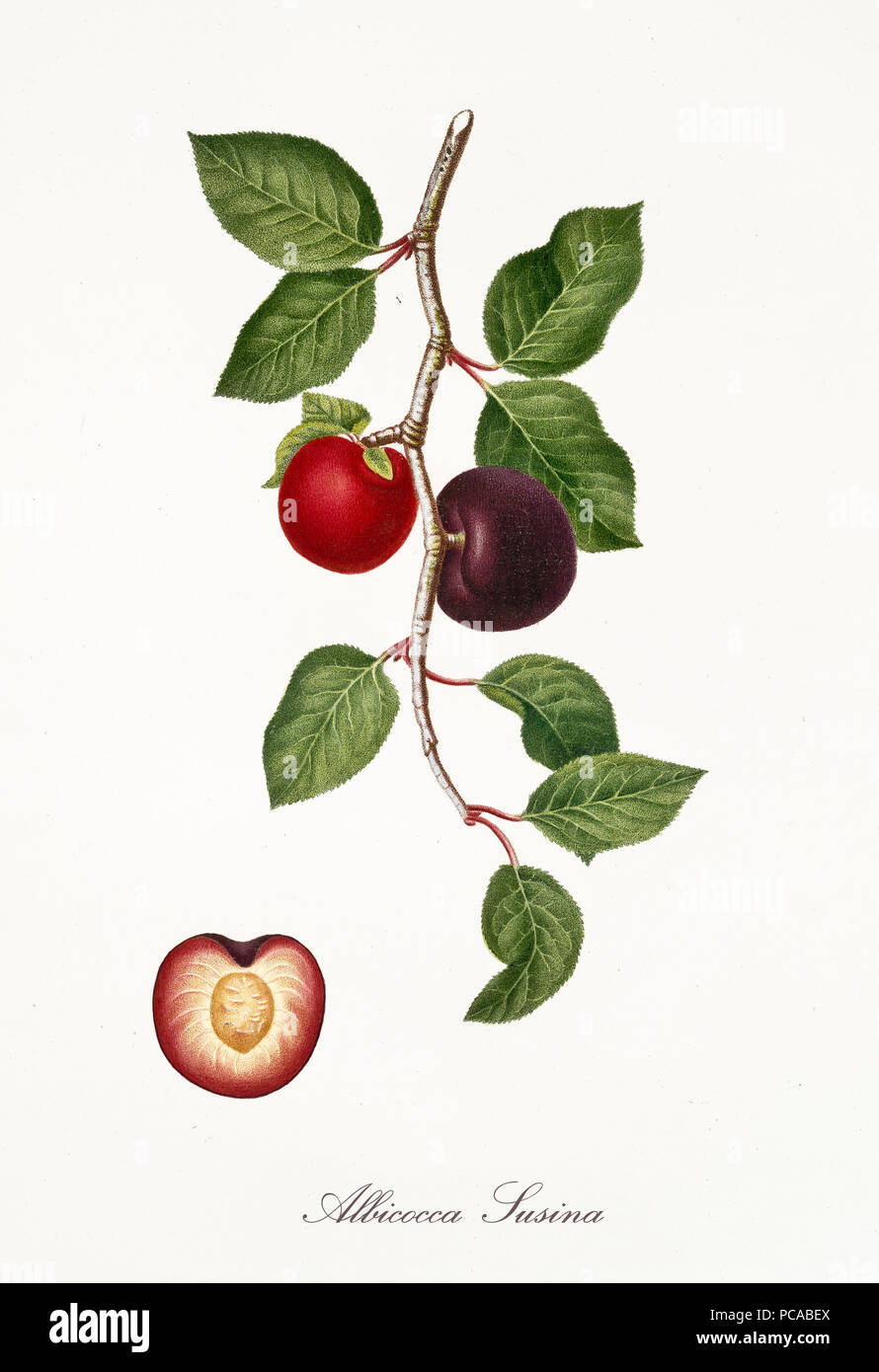 Red Apricot, known also as plum apricot, apricot tree leaves and fruit section with kernel isolated on white background. Old botanical illustration By Giorgio Gallesio publ. 1817, 1839 Pisa Italy Stock Photo