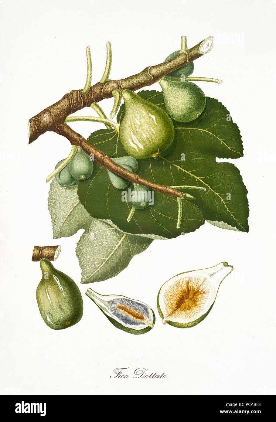 Common fig, fig tree leaves and two section of the fruit isolated on white background. Old botanical detailed watercolor illustration By Giorgio Gallesio publ. 1817, 1839 Pisa Italy Stock Photo