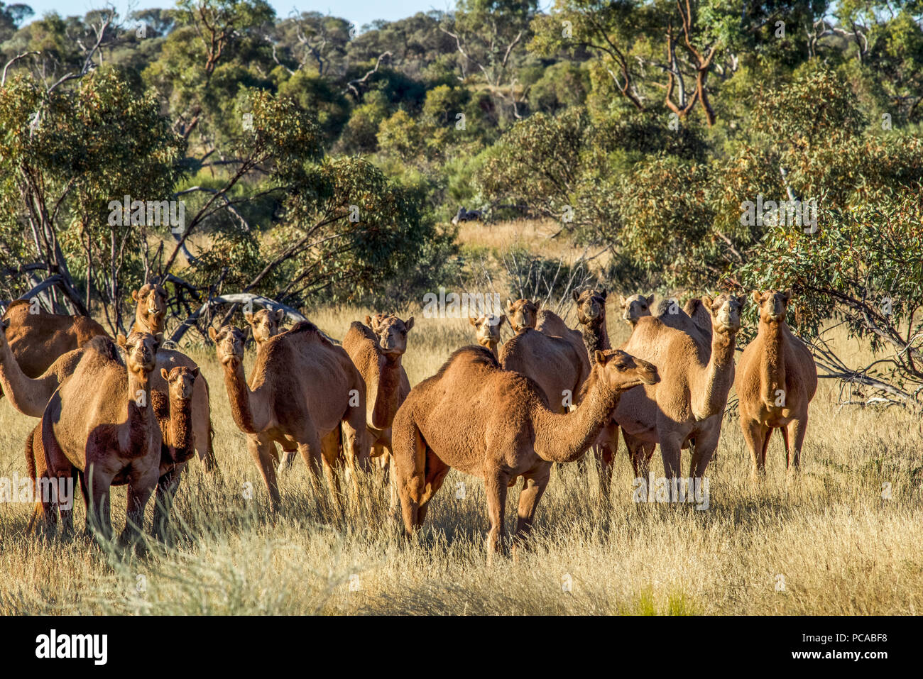 Camels in the Australian desert, near Laverton, Western Australia Stock