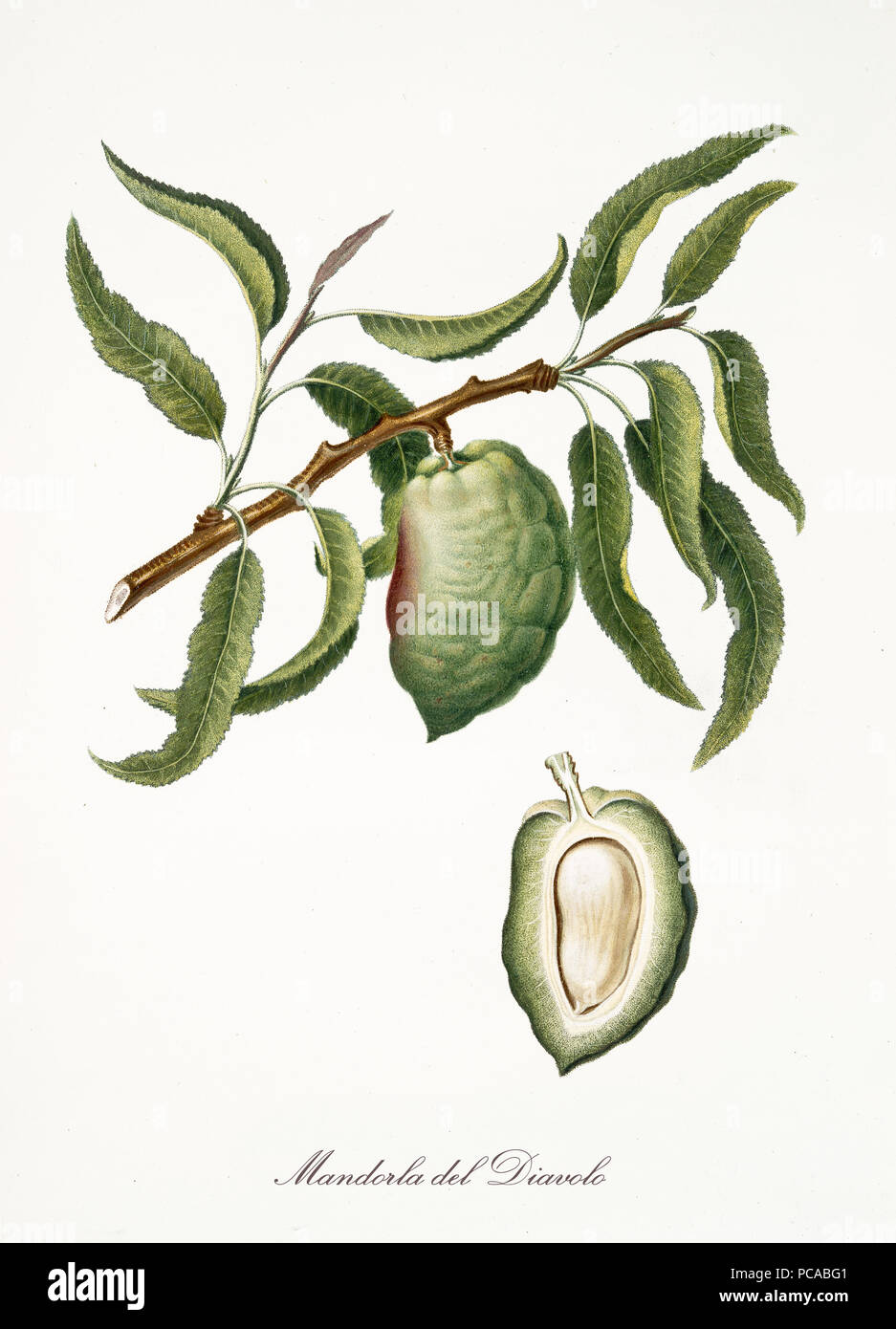 Almond, also known as Devil Almond, Almond tree leaves and fruit section with kernel isolated on white background. Old botanical detailed illustration By Giorgio Gallesio publ. 1817, 1839 Pisa Italy Stock Photo