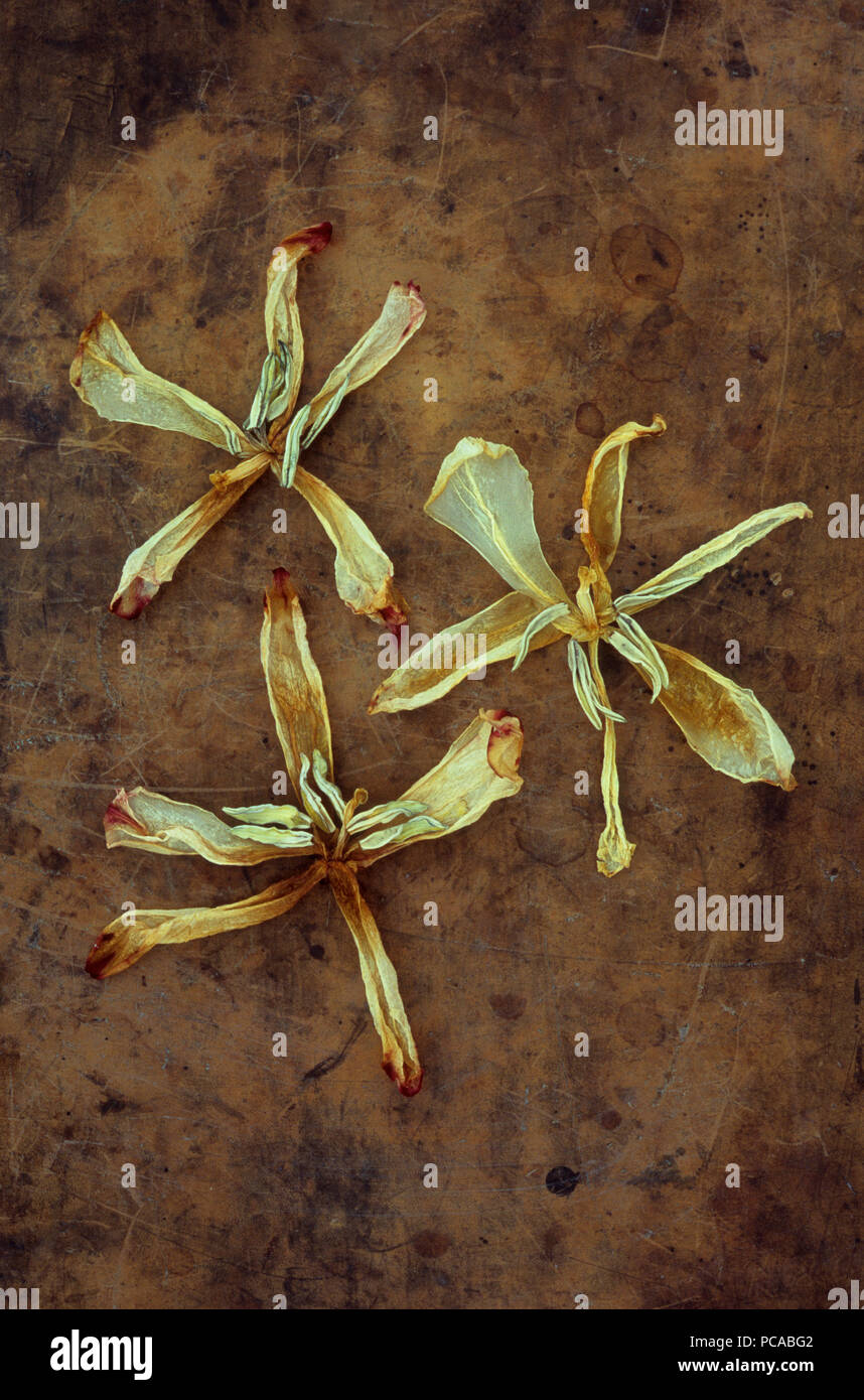Three dried and colourless flowerheads of tulips lying fanned out on old leather Stock Photo