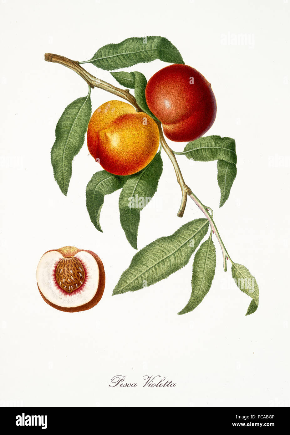 Peach, also known as violet Peach, peach tree leaves and fruit section with kernel isolated on white background. Old botanical detailed illustration By Giorgio Gallesio publ. 1817, 1839 Pisa Italy Stock Photo