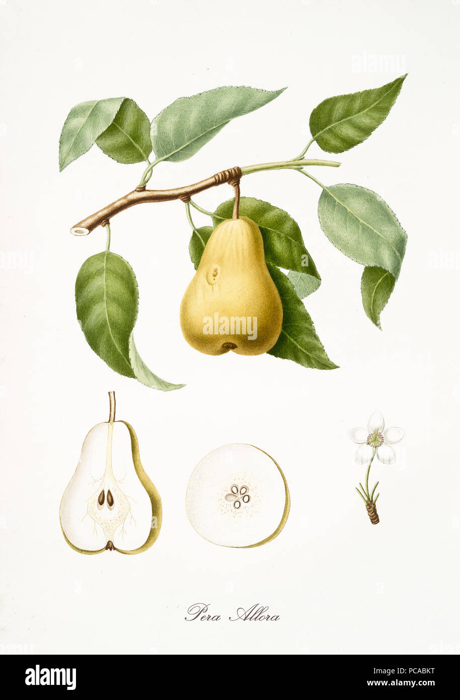 Pear, also known as Allora pear, pear tree leaves, fruit section and flower isolated on white background. Old botanical detailed illustration by Giorgio Gallesio publ. 1817, 1839 Pisa Italy Stock Photo