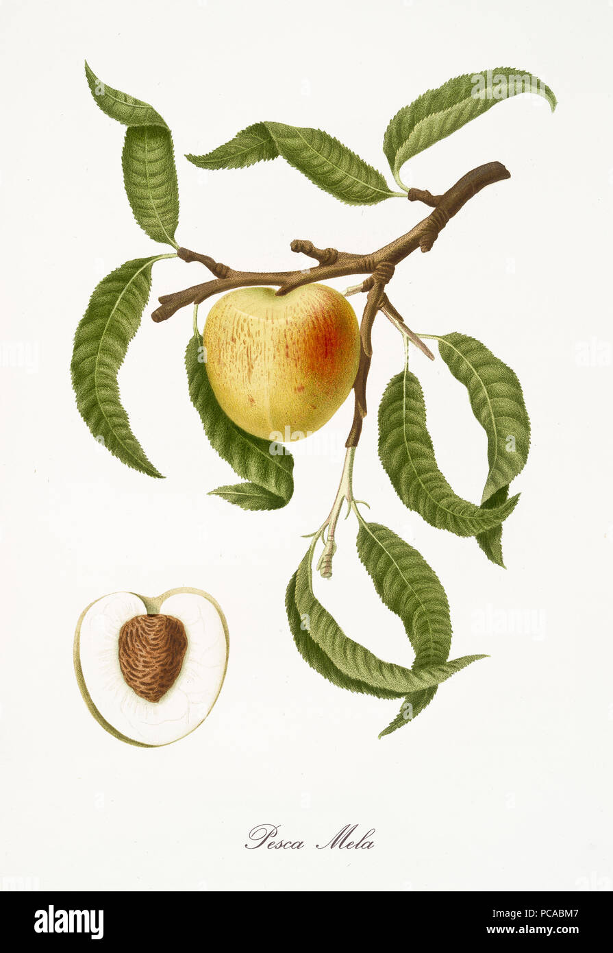 Peach Tree Leaves Drawing