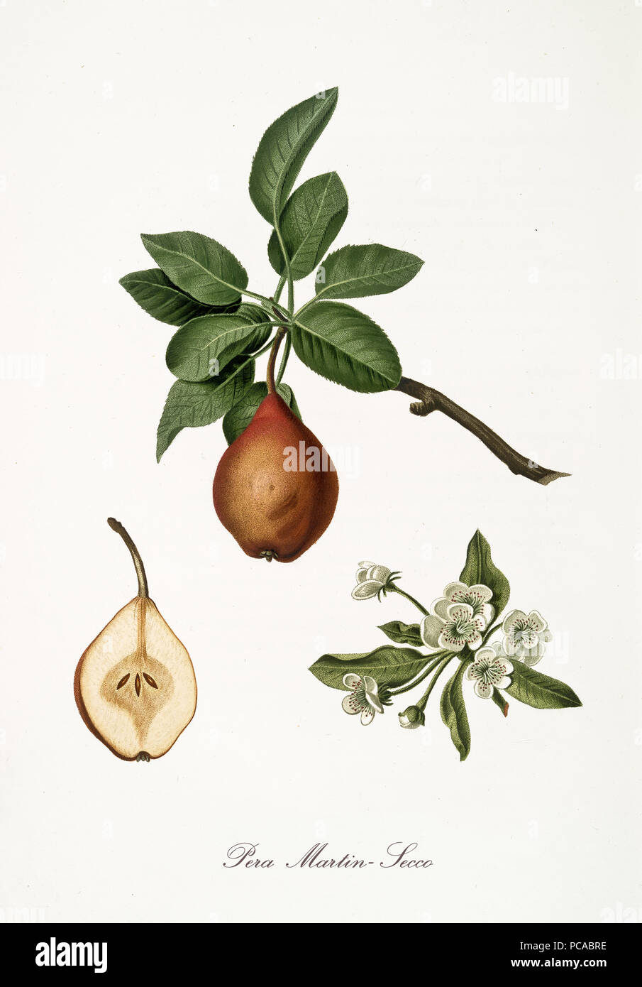 Pear, also known as Martin pear, Pear tree leaves and flower isolated on white background. Old botanical detailed illustration by Giorgio Gallesio publ. 1817, 1839 Pisa Italy Stock Photo