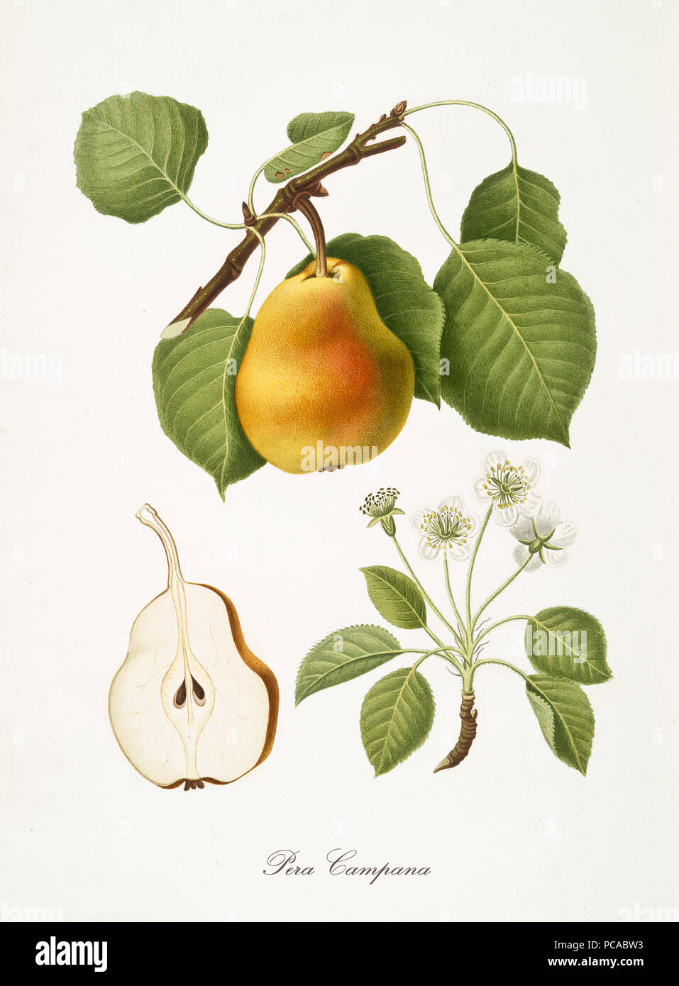 Pear, also known as campana pear, pear tree leaves, fruit section and flowers isolated on white background. Old botanical detailed illustration by Giorgio Gallesio publ. 1817, 1839 Pisa Italy Stock Photo