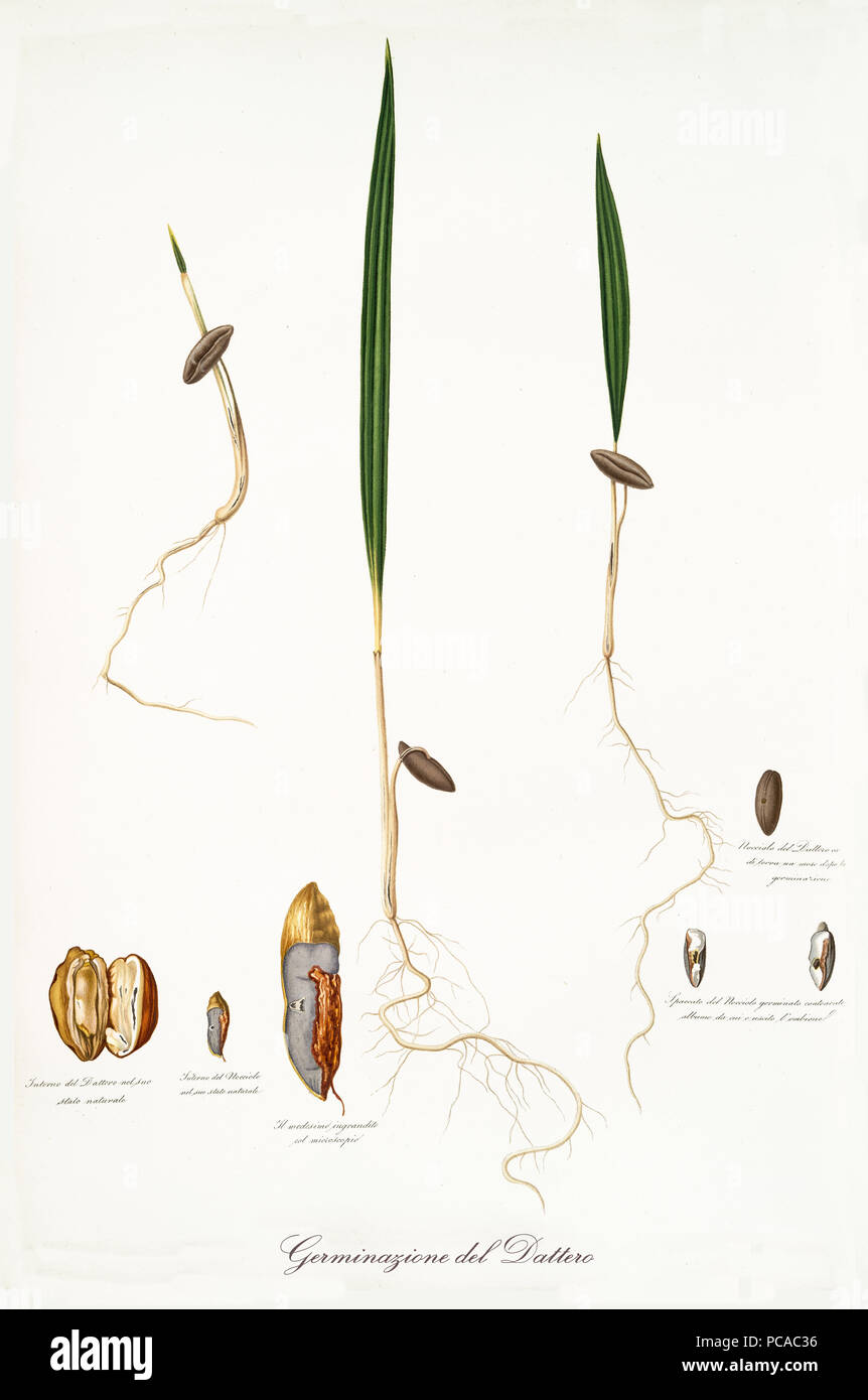 Different steps of date palm germination. Isolated on white background. Old botanical illustration realized in a detailed watercolor style by Giorgio Gallesio on 1817, 1839 Pisa Italy Stock Photo