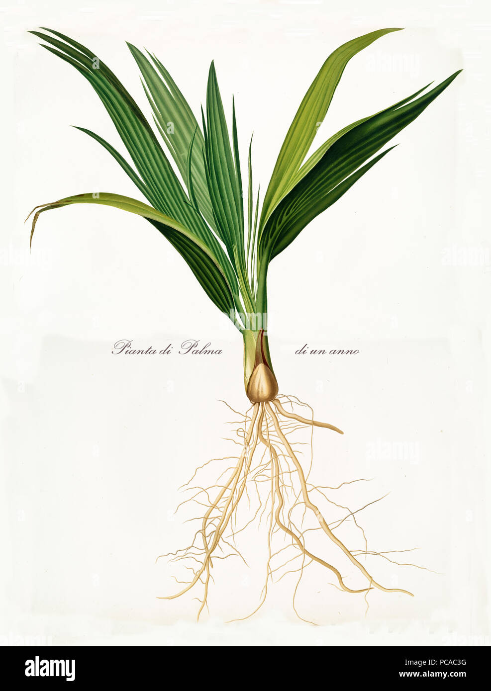 Date palm seedling, seed and roots isolated on white background. Old botanical illustration realized in a detailed watercolor style by Giorgio Gallesio on 1817, 1839 Pisa Italy Stock Photo