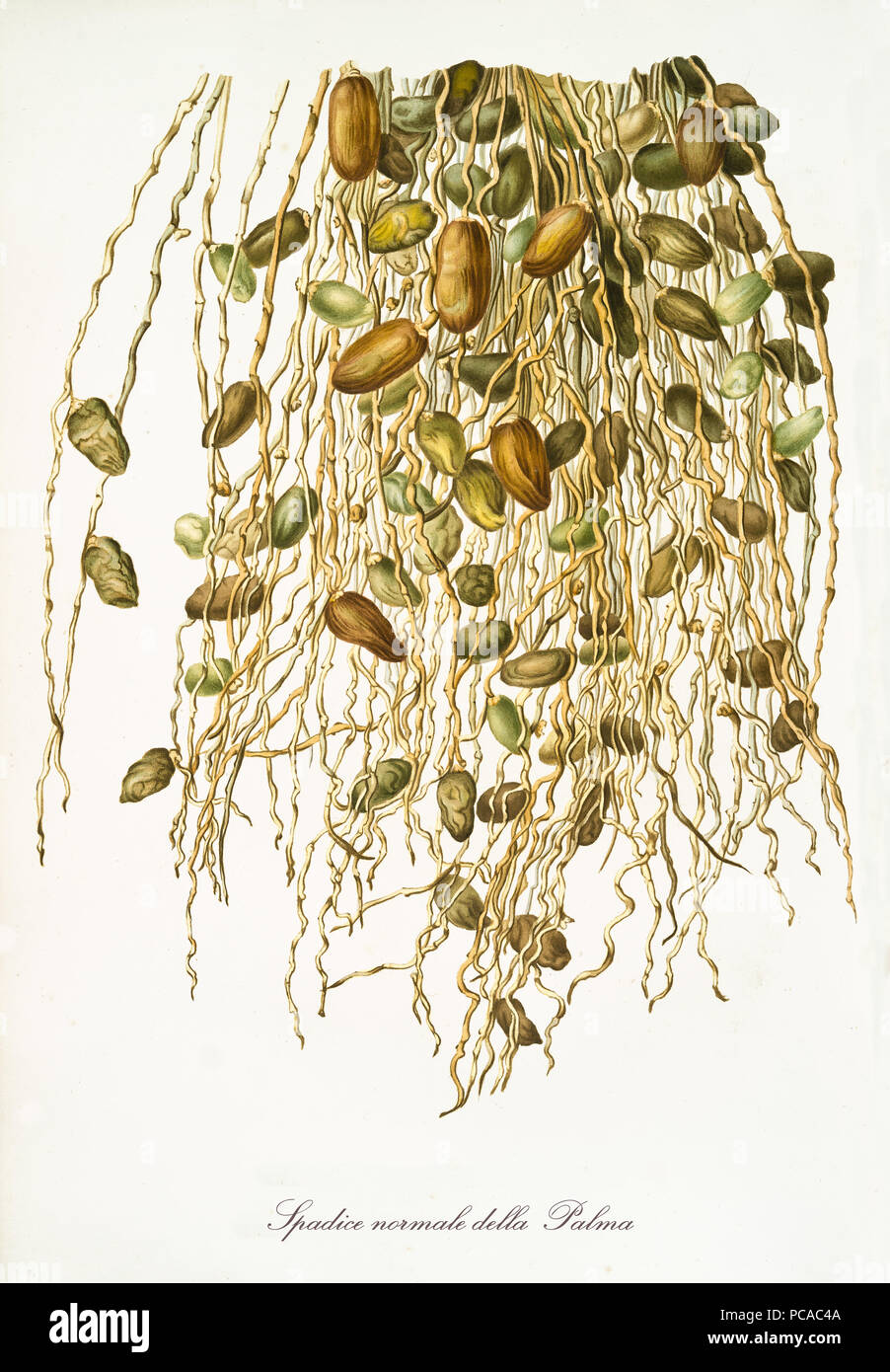 Spadix of date palm, group of dates hanging from top, isolated on white background. Old botanical illustration realized in a detailed watercolor style by Giorgio Gallesio on 1817, 1839 Pisa Italy Stock Photo