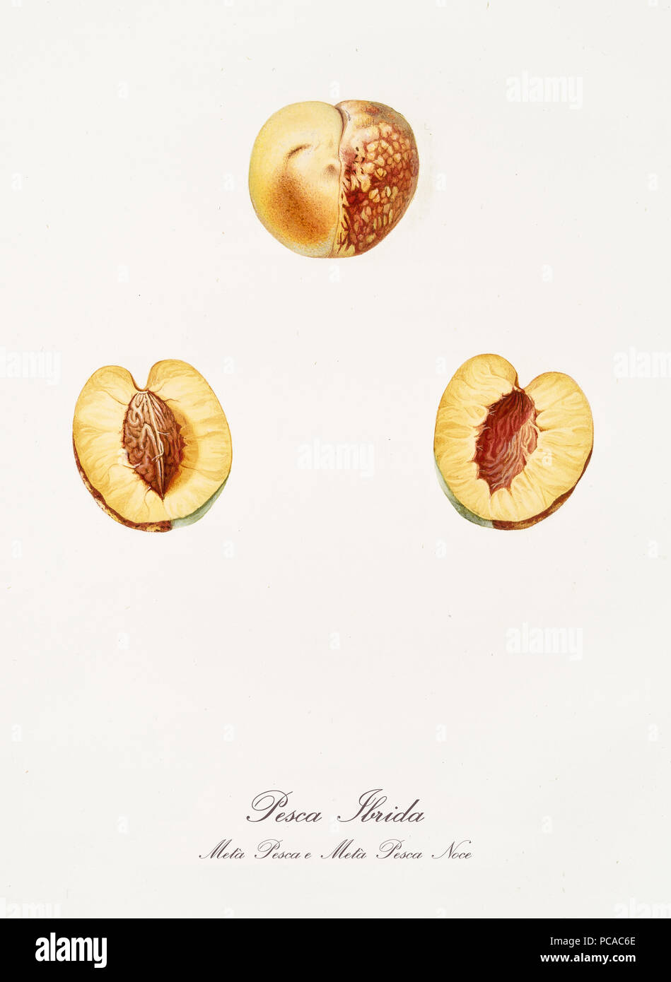 Hybrid peach and its section isolated on white background. Old botanical illustration realized in a detailed watercolor style by Giorgio Gallesio on 1817, 1839 Pisa Italy Stock Photo