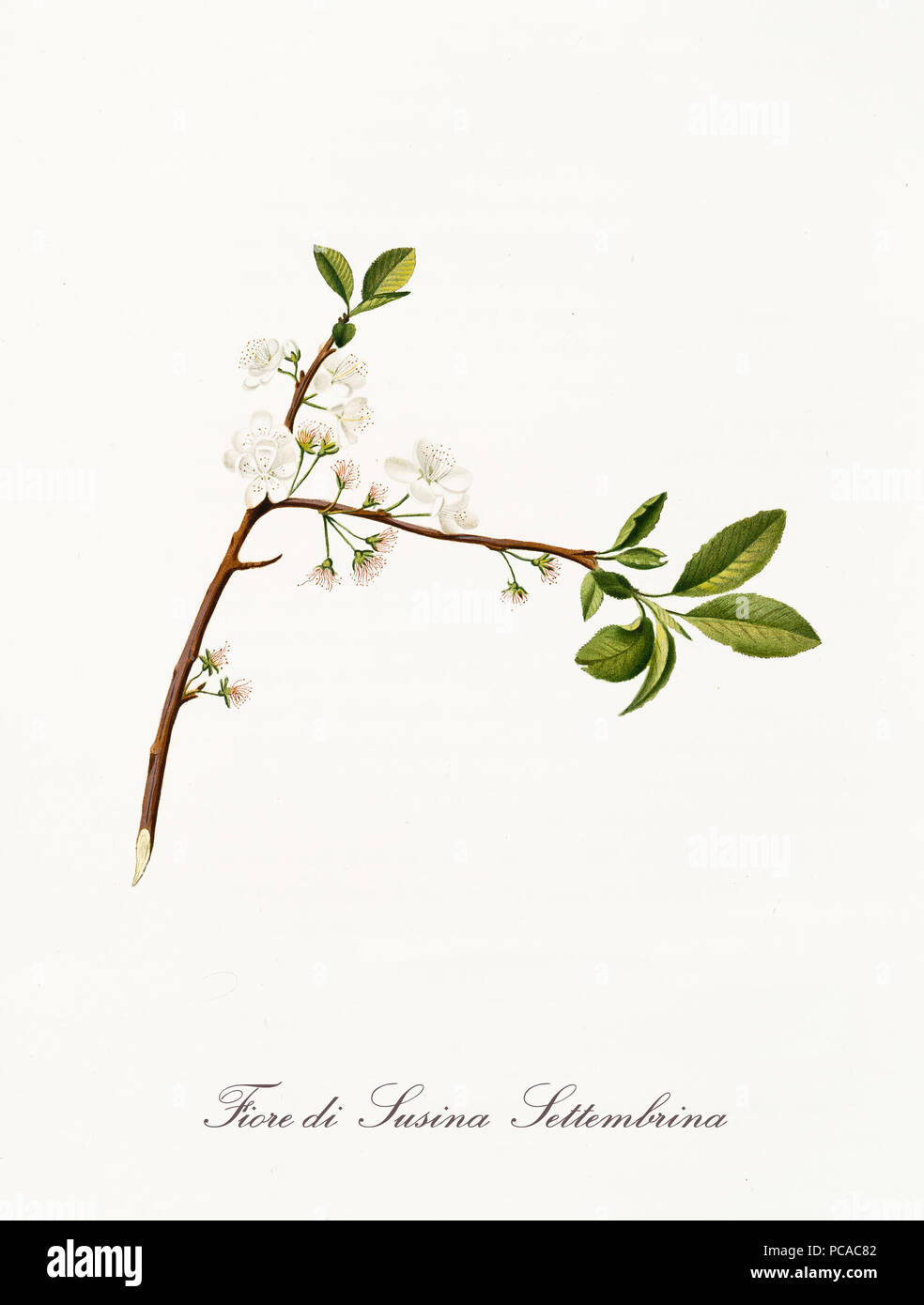 ISeptember plum flowers. Isolated element on white background. Old botanical illustration realized with a detailed watercolor by Giorgio Gallesio on 1817, 1839 Italy Stock Photo