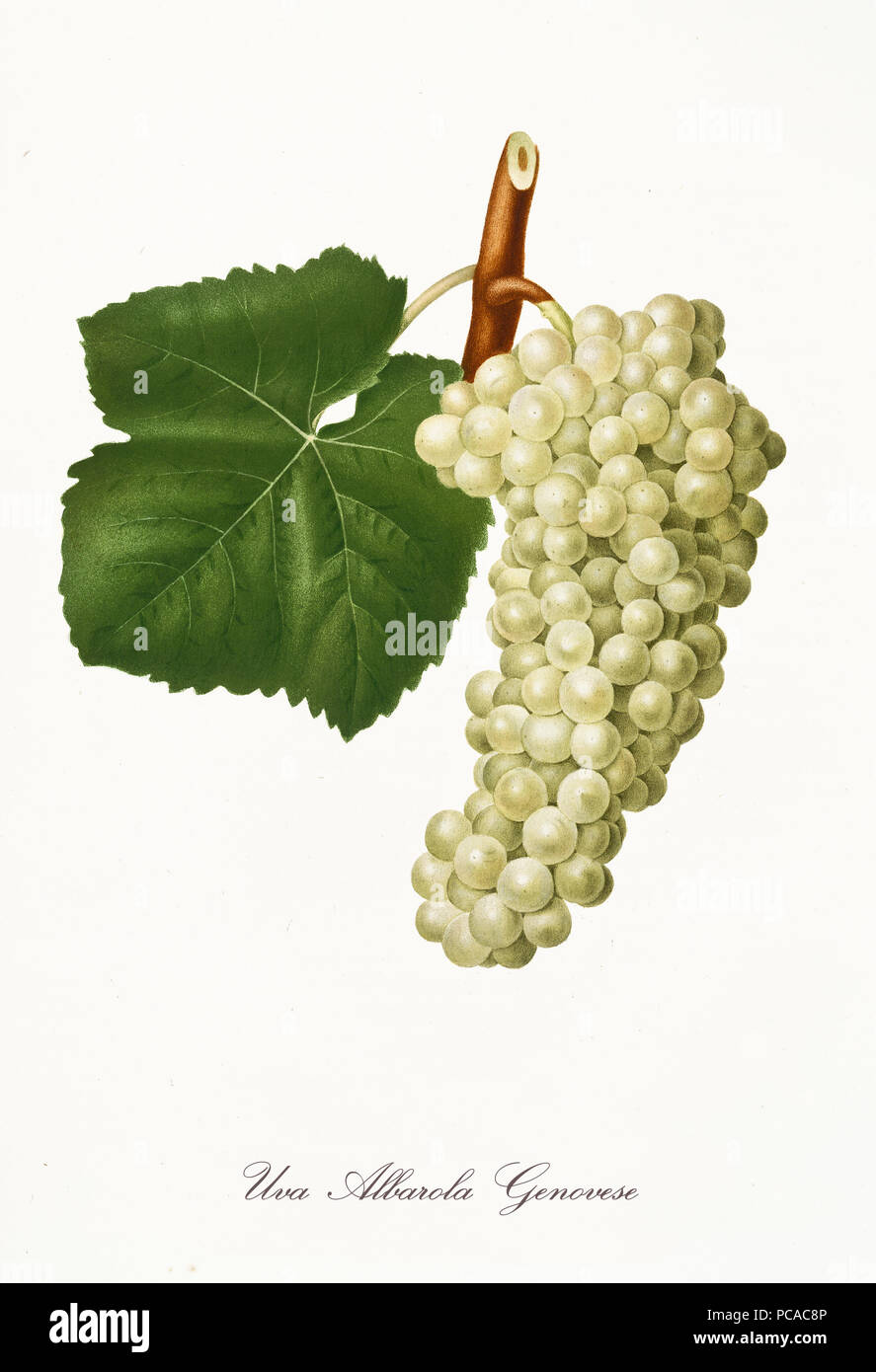 Isolated single branch of white grapes and vine leaf on white background. Old botanical illustration realized with a detailed watercolor by Giorgio Gallesio on 1817, 1839 Italy Stock Photo