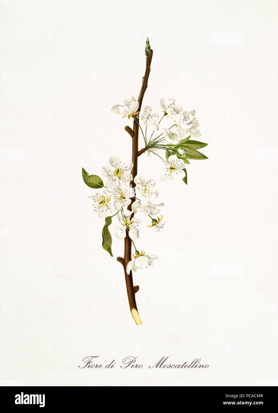 Isolated single branch of white pear flower vertical oriented on white background. Old botanical illustration realized with a detailed watercolor by Giorgio Gallesio on 1817,1839 Italy Stock Photo