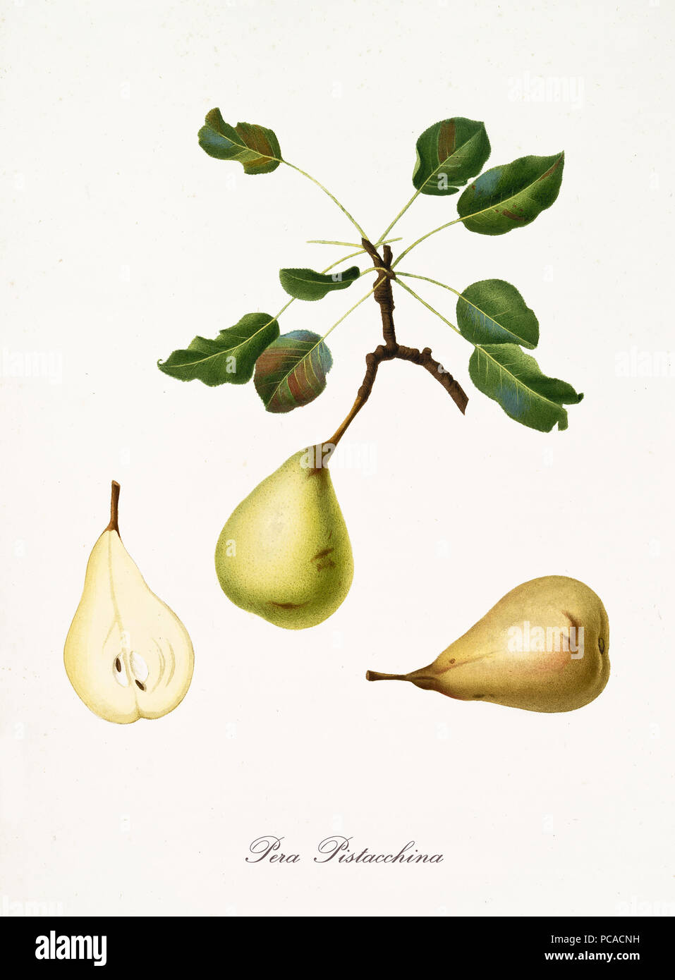 Pear, pistacchina pear, on a single branch with pear leaves on white background and fruit section. Old botanical illustration realized with a detailed watercolor by Giorgio Gallesio on 1817,1839 Italy Stock Photo