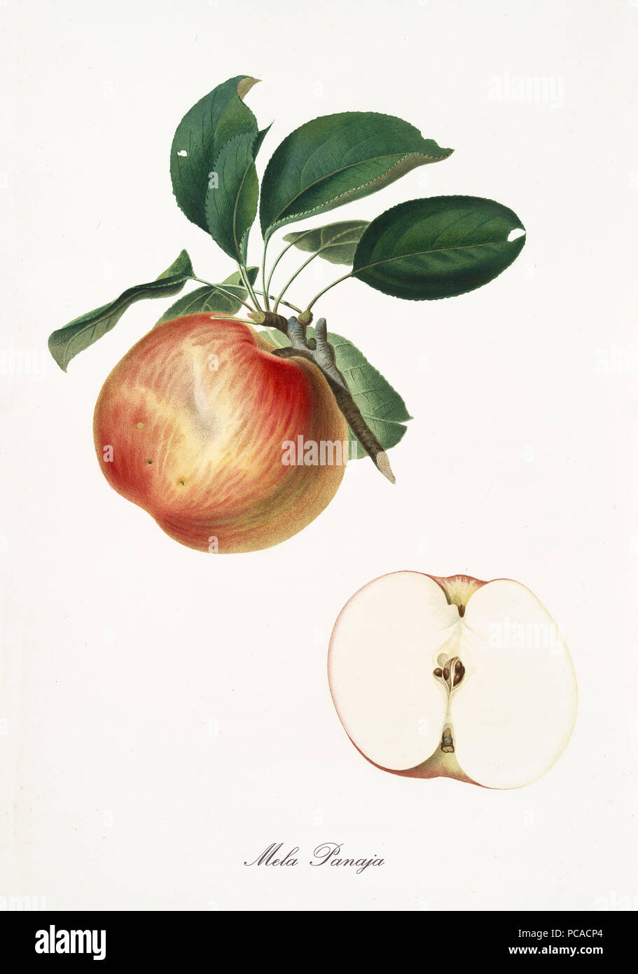 Apple, panaja apple, on a single branch with apple leaves on white background and fruit section. Old botanical illustration realized with a detailed watercolor by Giorgio Gallesio on 1817,1839 Italy Stock Photo