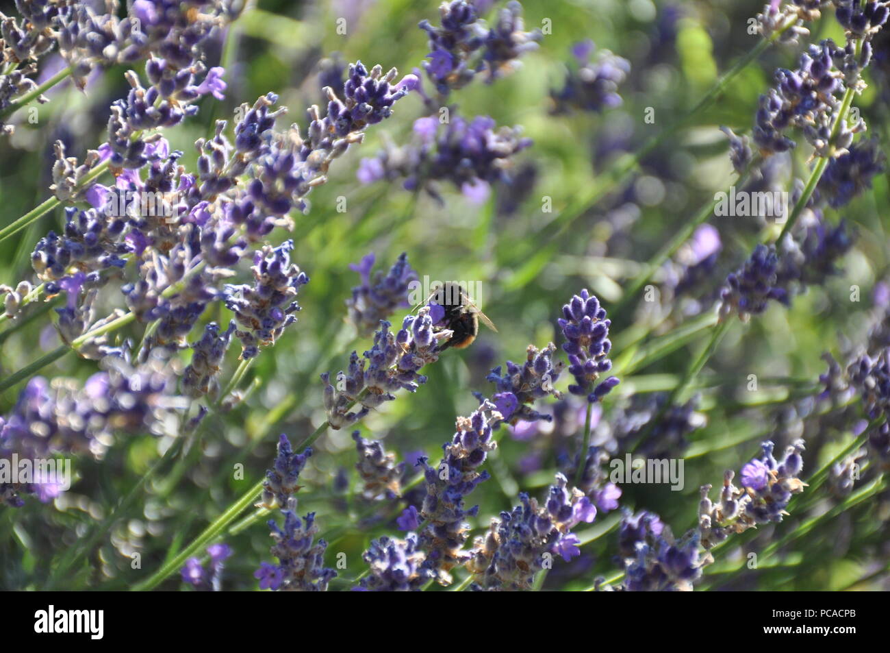 Bee drinking nectar from lavendar Stock Photo