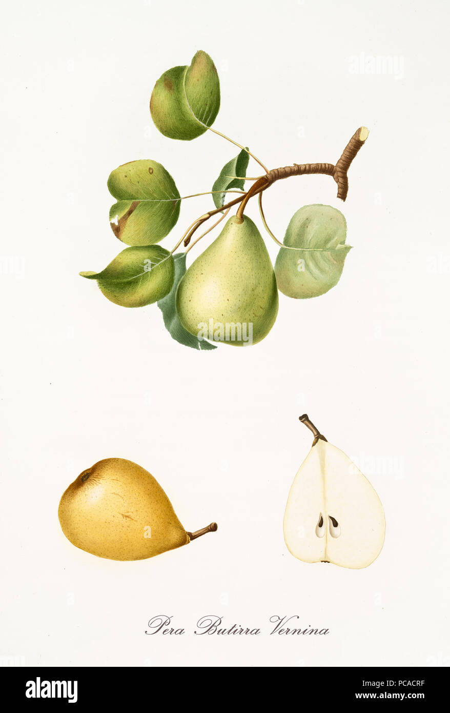 Pear, Butirra Vernina pear, on a single branch with leaves and single section on white background. Old botanical illustration realized with a detailed watercolor by Giorgio Gallesio on 1817, 1839 Stock Photo