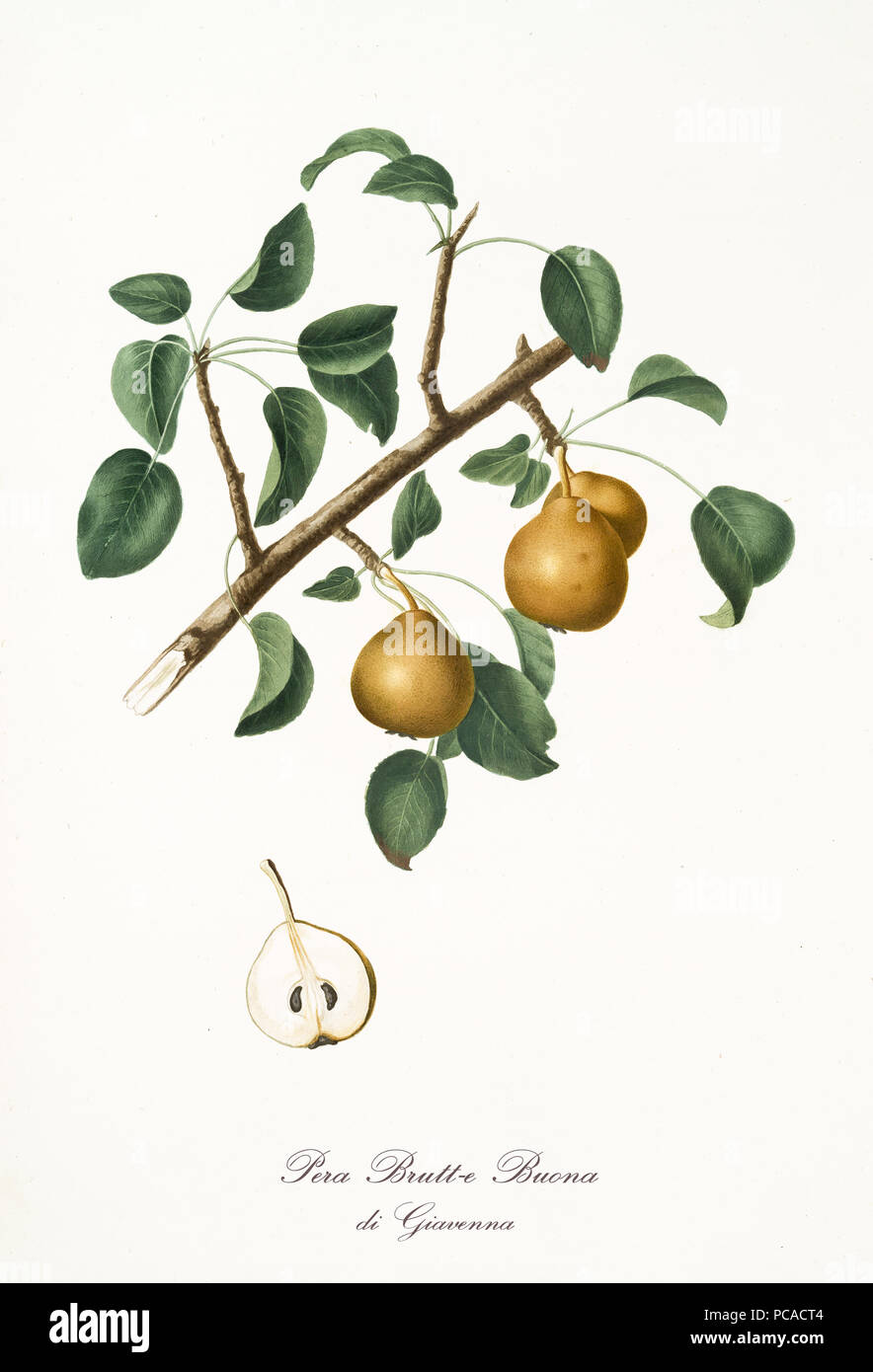 Yellow pears on their single branch with leaves on white background and single pear section. Old botanical illustration realized with a detailed watercolor by Giorgio Gallesio on 1817,1839 Italy Stock Photo