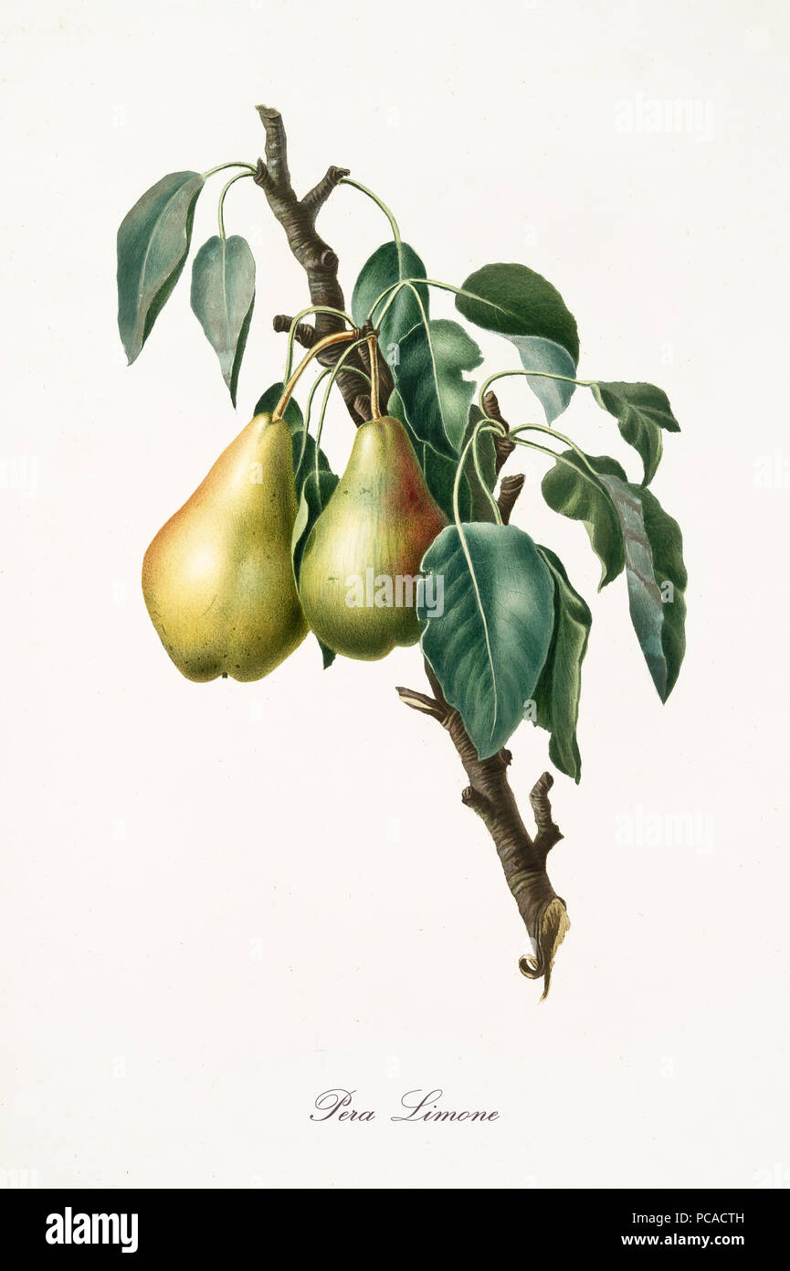 Pear, called lemon pear, on a single branch with leaves isolated on white background. Old botanical illustration realized with a detailed watercolor by Giorgio Gallesio on 1817, 1839 Stock Photo