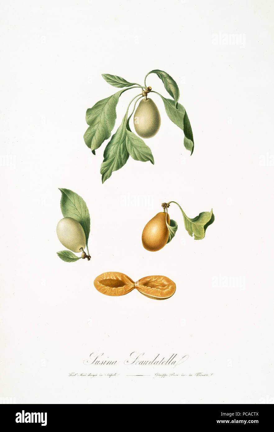Plums with their leaves on white background and single plum half section. Old botanical illustration realized with a detailed watercolor by Giorgio Gallesio on 1817,1839 Italy Stock Photo