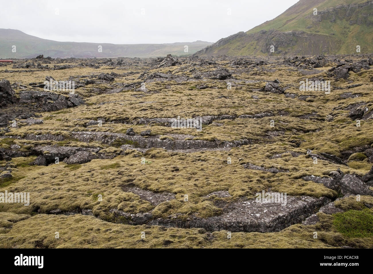 vegetation growing in volcanic lunar landscape, Iceland Stock Photo