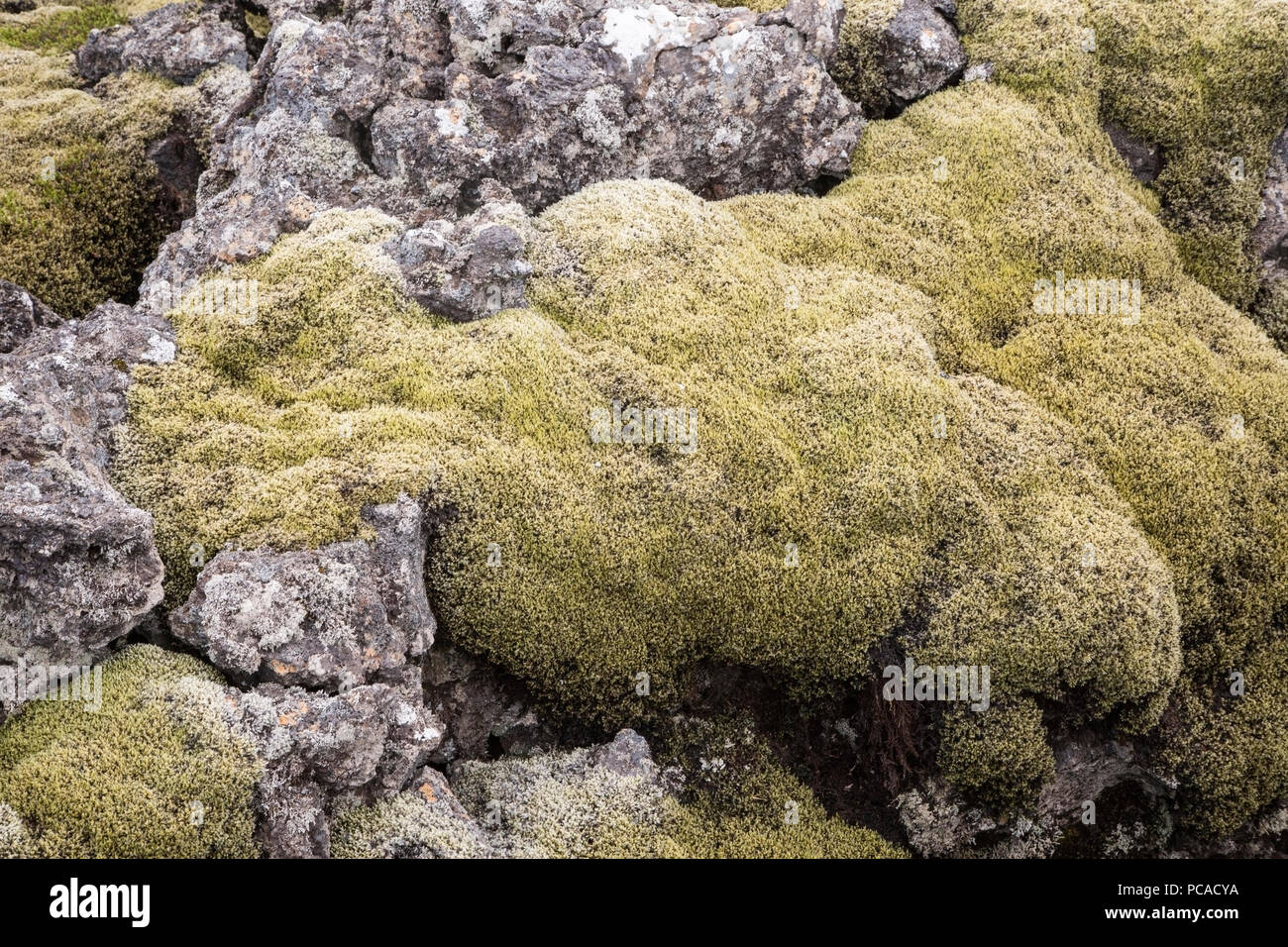 vegetation growing in volcanic lunar landscape, Iceland Stock Photo