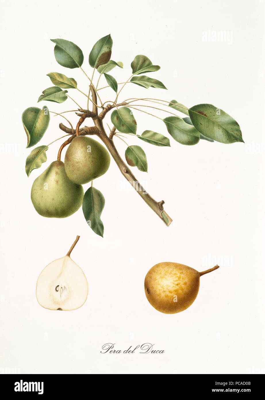 Pear, called pear of the duke, on a single branch with leaves and isolated single pear section on white background. Old botanical illustration realized by Giorgio Gallesio on 1817,1839 Stock Photo