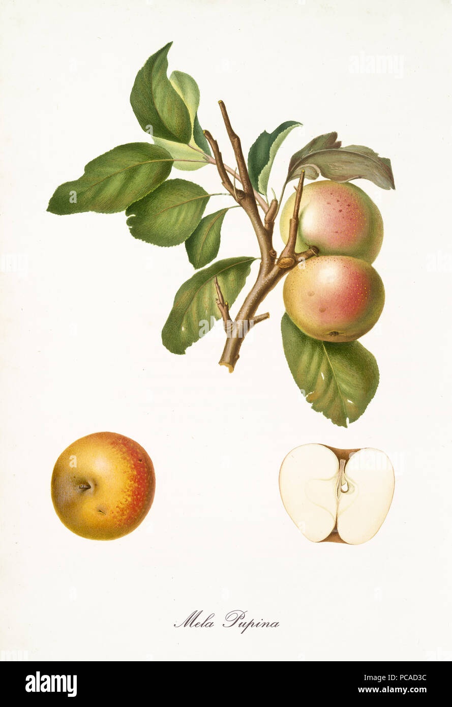 Apple, called Pupina apple, on a single branch with leaves and isolated single apple section on white background. Old botanical illustration realized by Giorgio Gallesio on 1817, 1839 Stock Photo