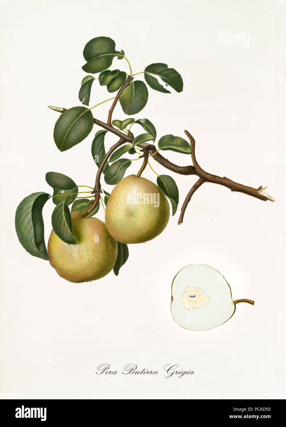 Pear, called Butirra pear, on a single branch with leaves and isolated single pear section on white background. Old botanical detailed illustration realized by Giorgio Gallesio on 1817, 1839 Stock Photo