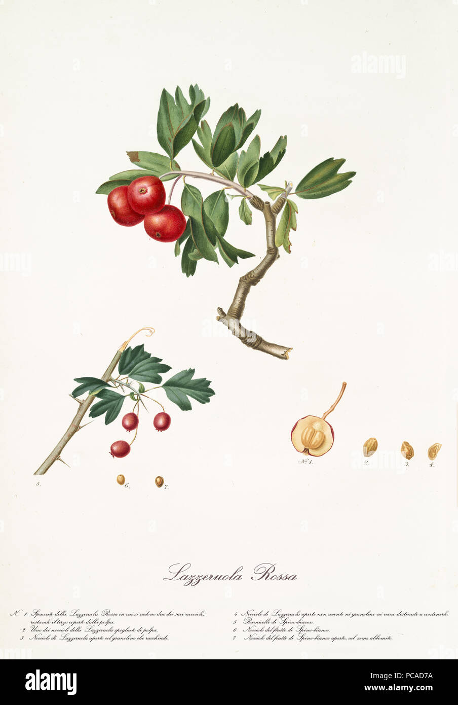 Red azarole fruit on a single bended branch and detail of a single fruit with its section and kernel.Old botanical illustration realized by Giorgio Gallesio on 1817, 1839 Stock Photo