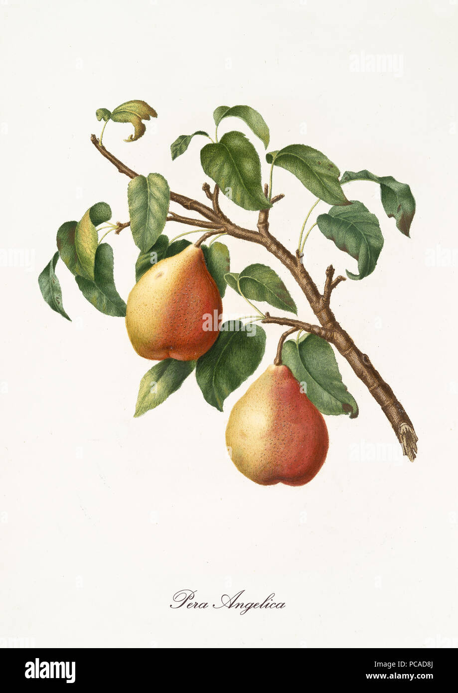 Two yellow Pears with little orange gradients, called angelica pear, on a single branch with leaves on white background. Old botanical detailed illustration realized by Giorgio Gallesio on 1817, 1839 Stock Photo