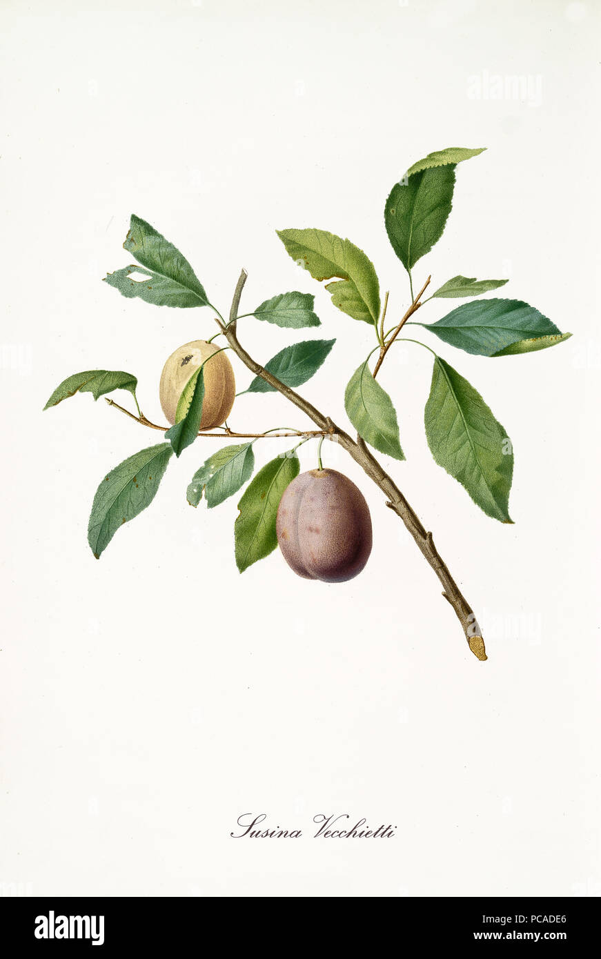 Yellow and brown plum on single little branch with leaves isolated on white background. Old botanical detailed illustration realized by Giorgio Gallesio on 1817, 1839 Stock Photo