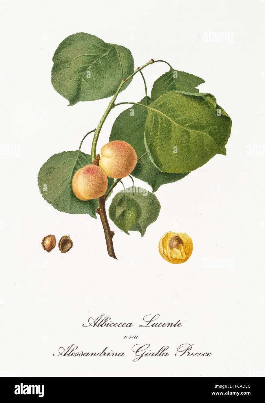 Couple of rounded yellow apricots on single little branch with leaves isolated on white background. Old botanical detailed illustration realized by Giorgio Gallesio on 1817, 1839 Stock Photo