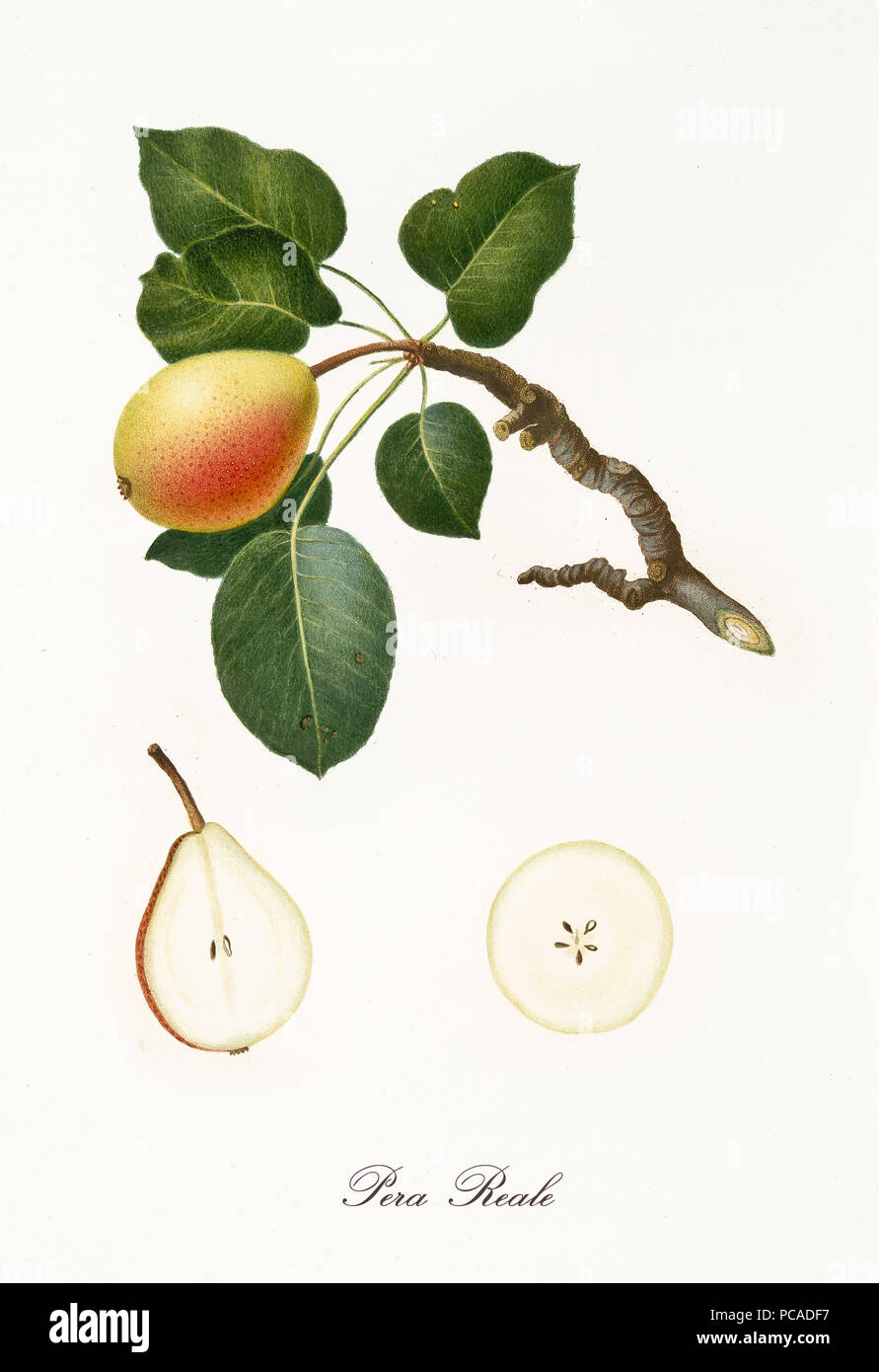 Pear, called royal pear, on its single branch with leaves and isolated single fruit section on white background. Old botanical detailed illustration realized by Giorgio Gallesio on 1817, 1839 Stock Photo