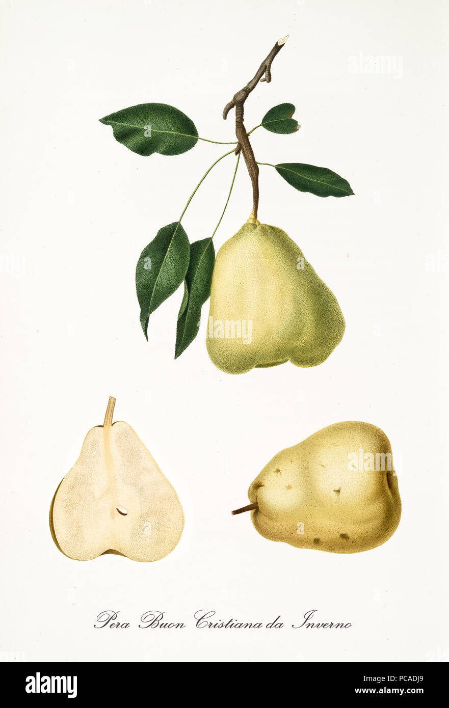 Single green pear with a little part of branch and leaves and isolated fruit section on white background. Old botanical detailed illustration by Giorgio Gallesio on 1817, 1839 Stock Photo