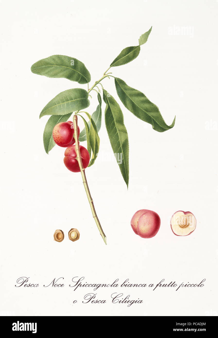 Two little rounded smooth red peaches on single branch and isolated fruit section and kernel. Old botanical detailed illustration by Giorgio Gallesio on 1817, 1839 Stock Photo