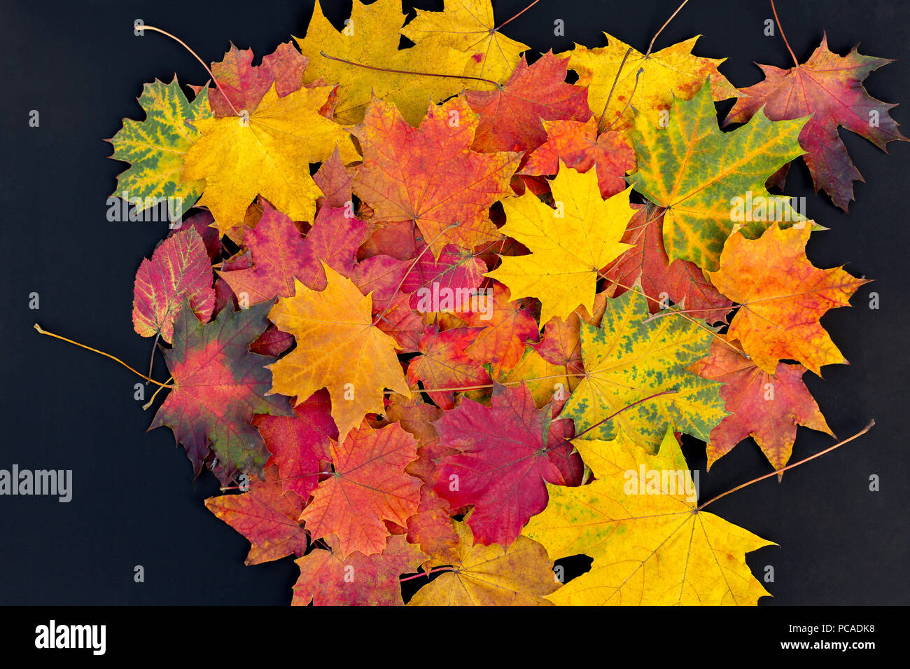 Big pile of autumn leaves hi-res stock photography and images - Alamy